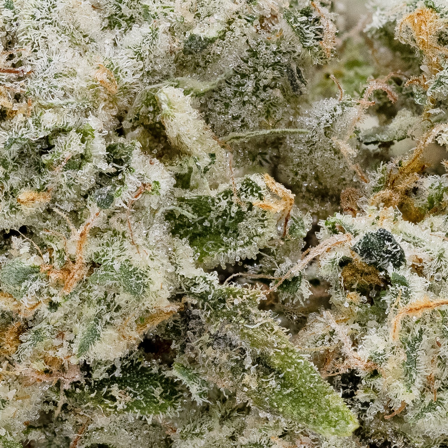 LA Wifi (Fun Buds) - Image 2