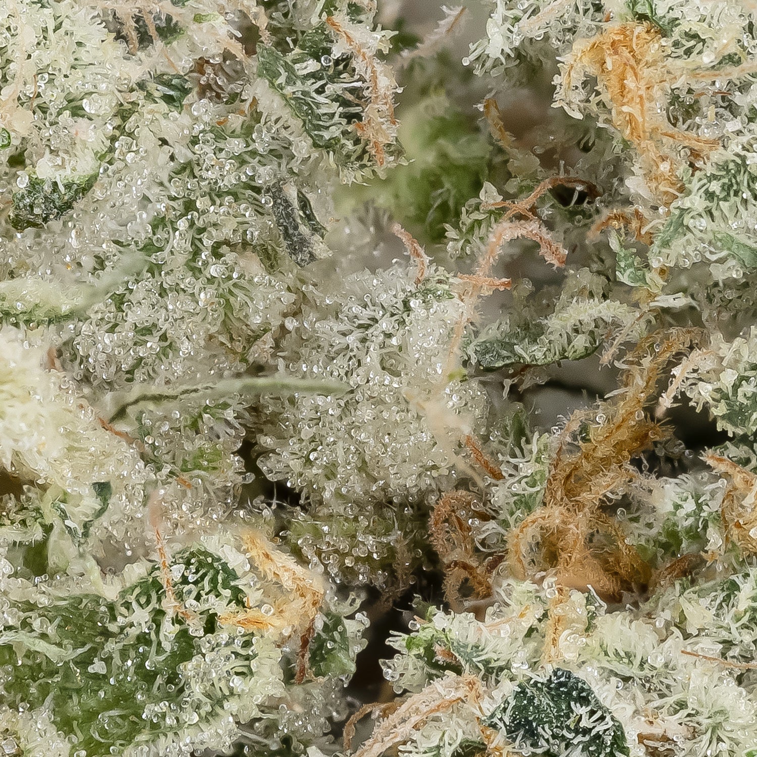 LA Wifi (Fun Buds) - Image 3