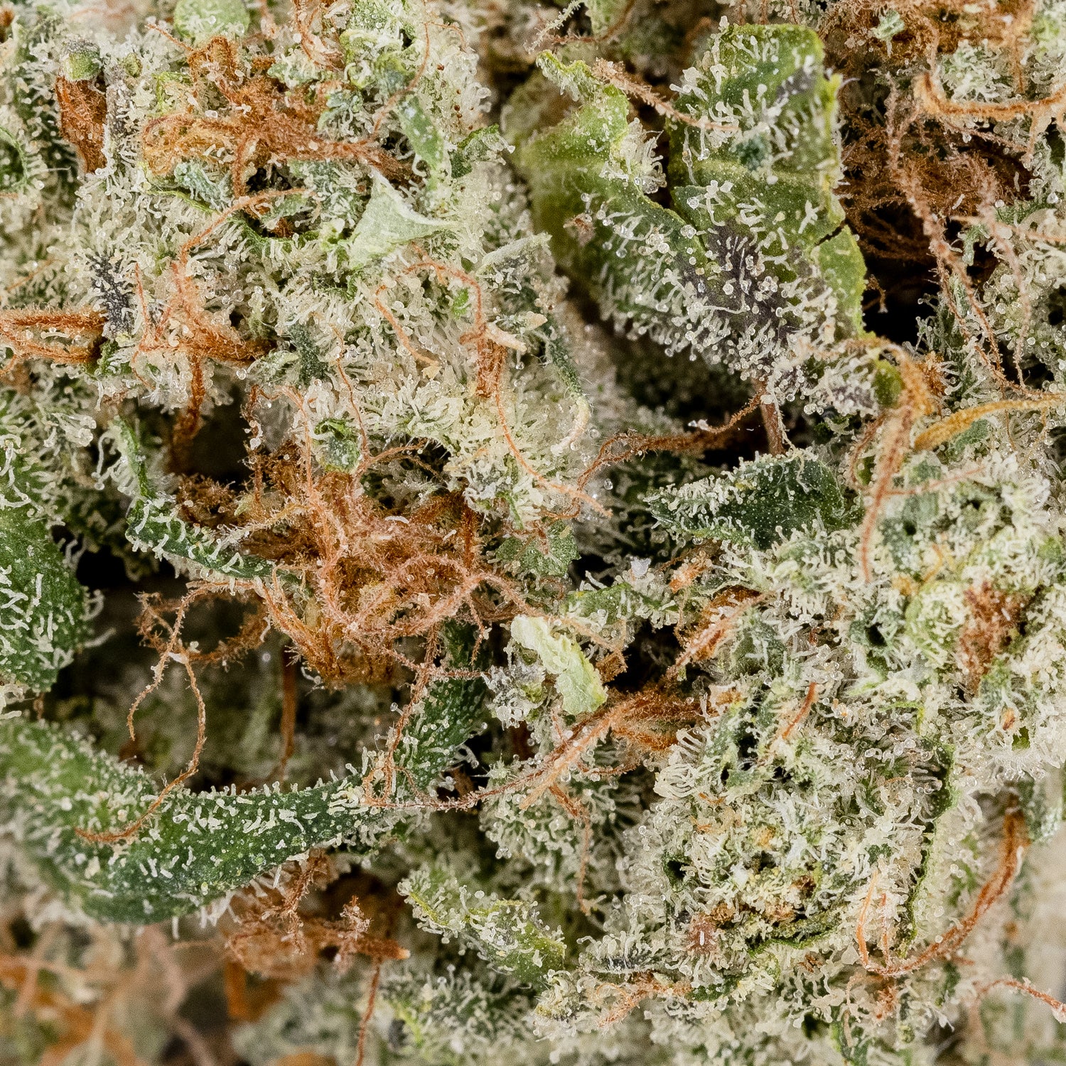 Lemon Tree #17 (Superdank) - Image 2