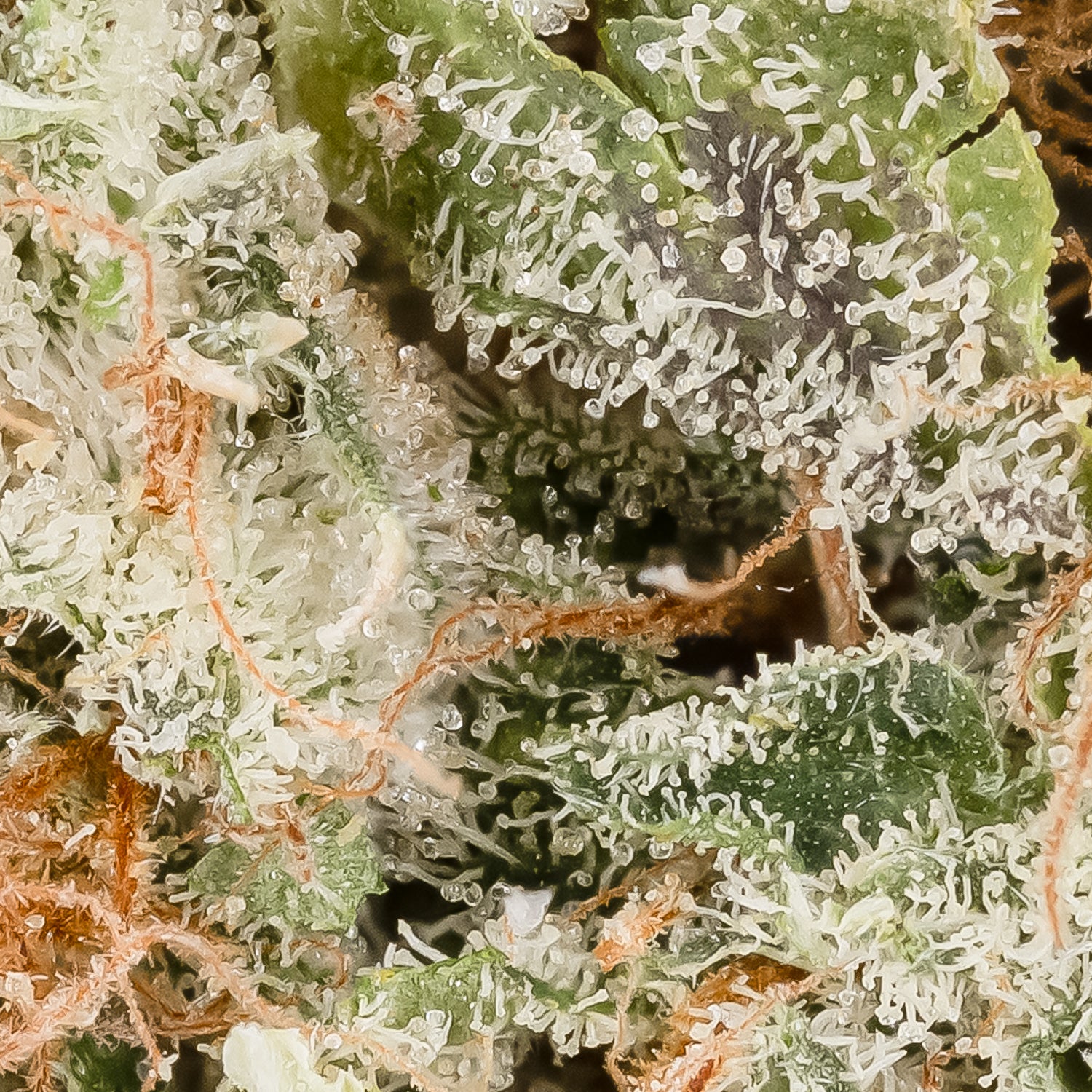 Lemon Tree #17 (Superdank) - Image 3
