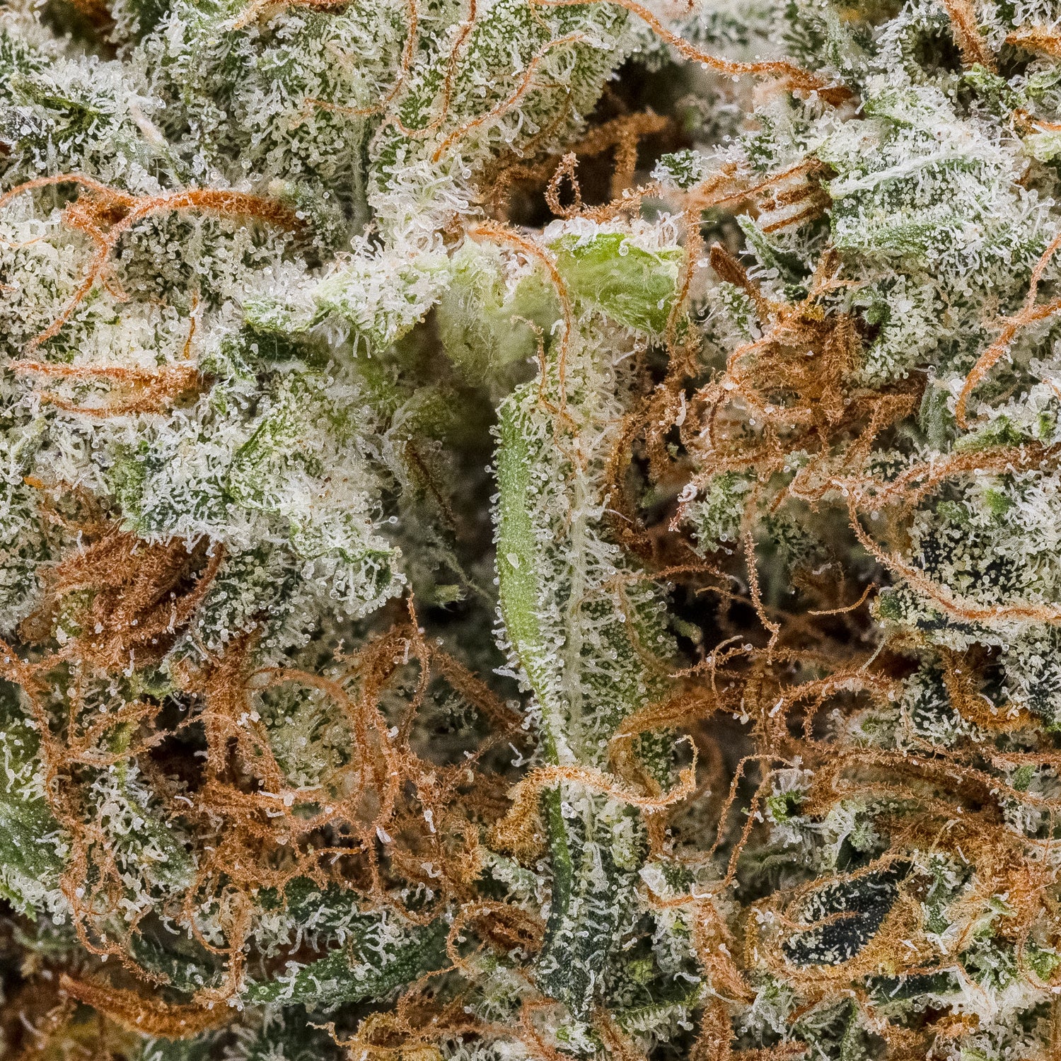 Lemon Tree #20 (Superdank) - Image 2