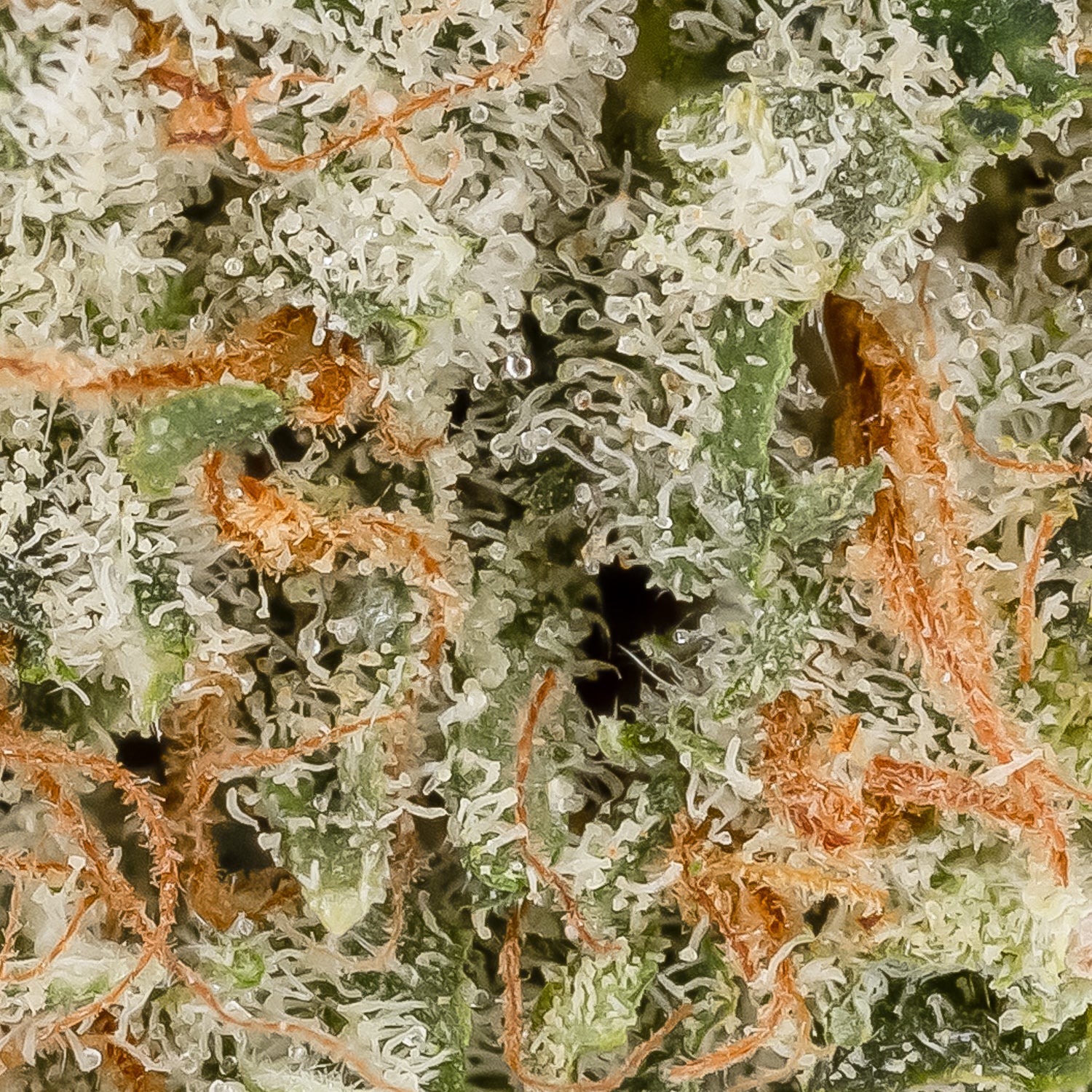 Lemon Tree #20 (Superdank) - Image 3