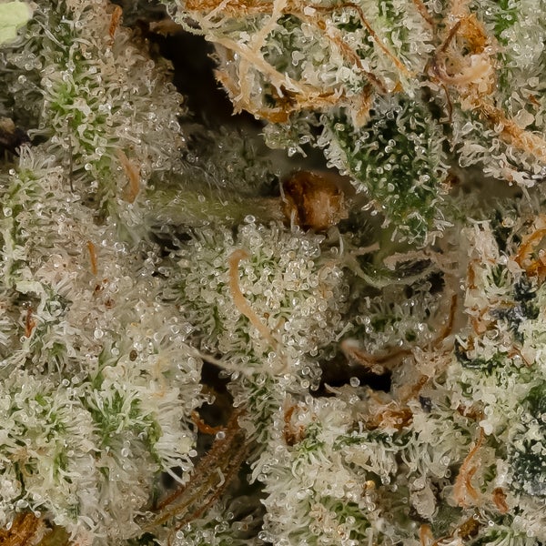 Polynesian Thin Mint (Cream Of The Crop) - Image 2
