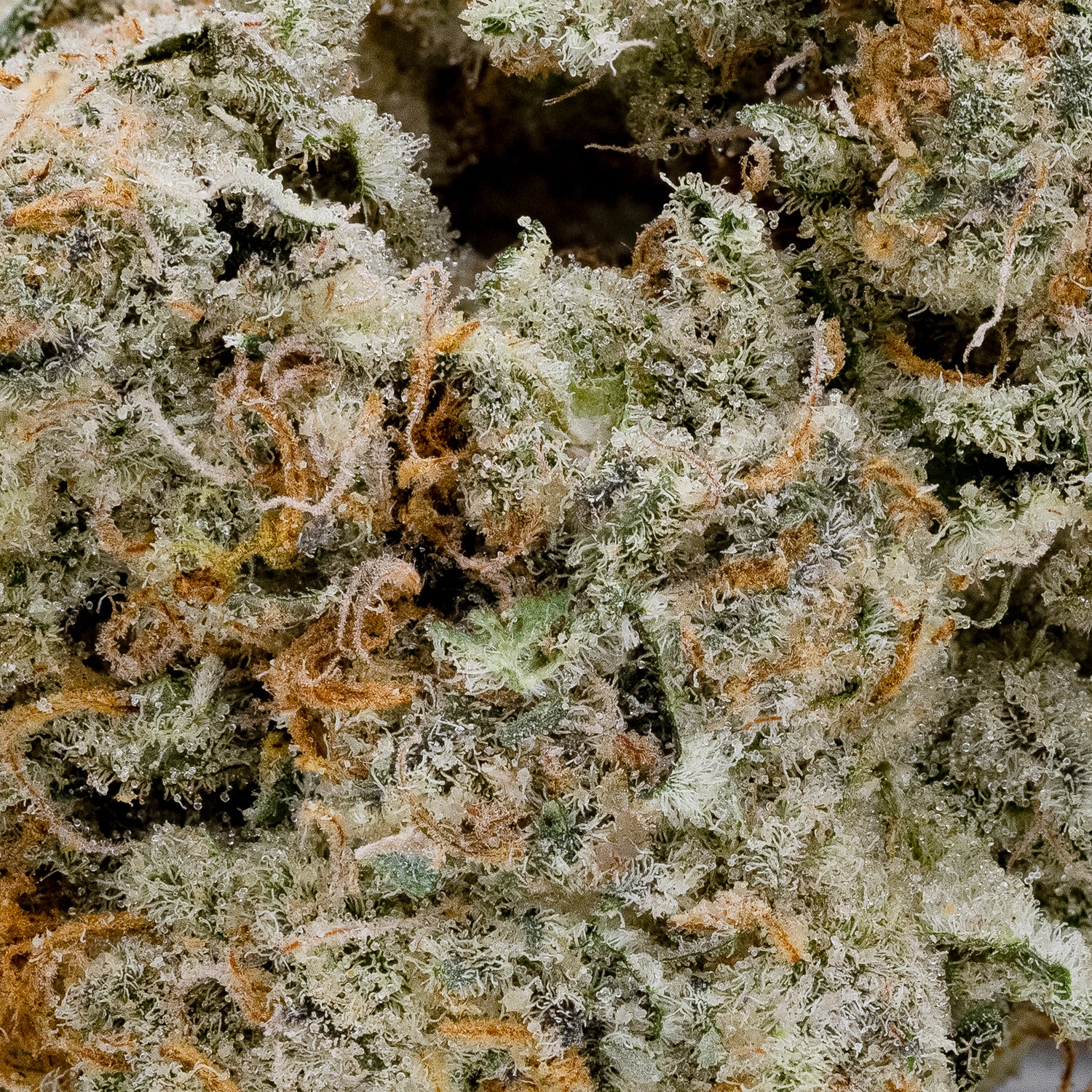Strawberry Cough (Cream Of The Crop) - Image 2