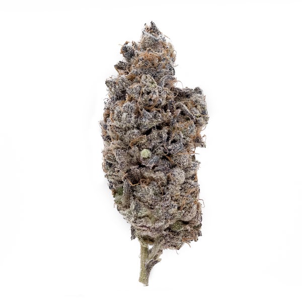 Purple Blueberry (Cream Of The Crop)