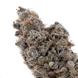 Purple blueberry strain available at XpressGrass.