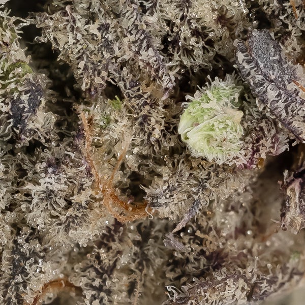 Purple Blueberry (Cream Of The Crop) - Image 3