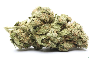 GG4 Strain: Unveiling Its Secrets