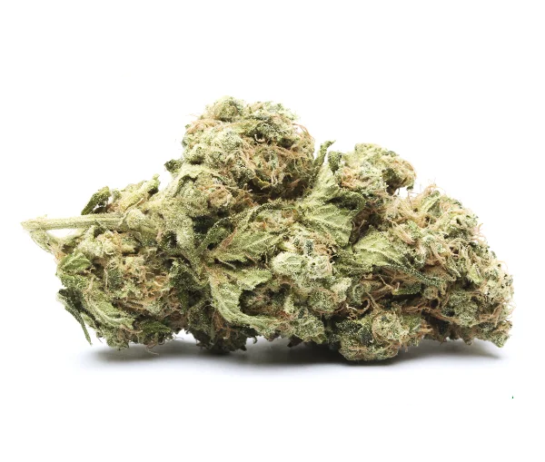 GG4 strain on a white background.