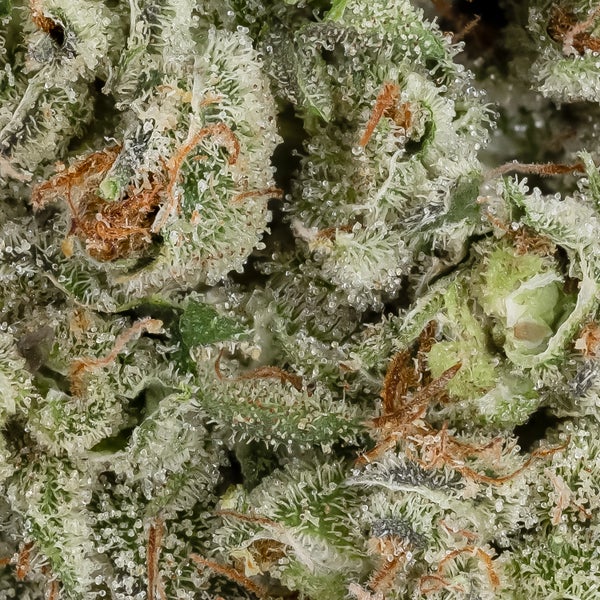 Chem Cookies (Jungle Ridge) - Image 2