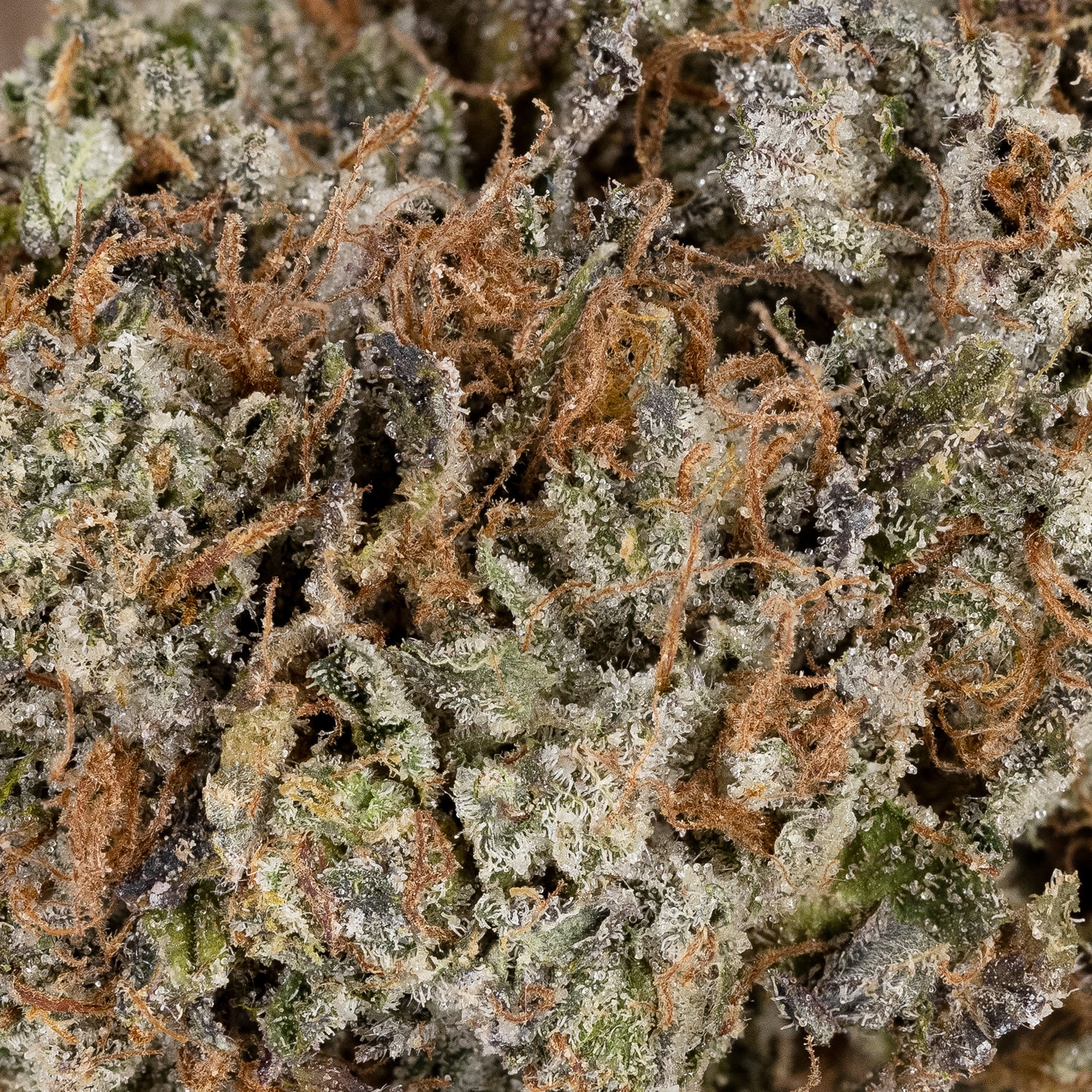 LSO Grape Gasoline (Albatross) - Image 3