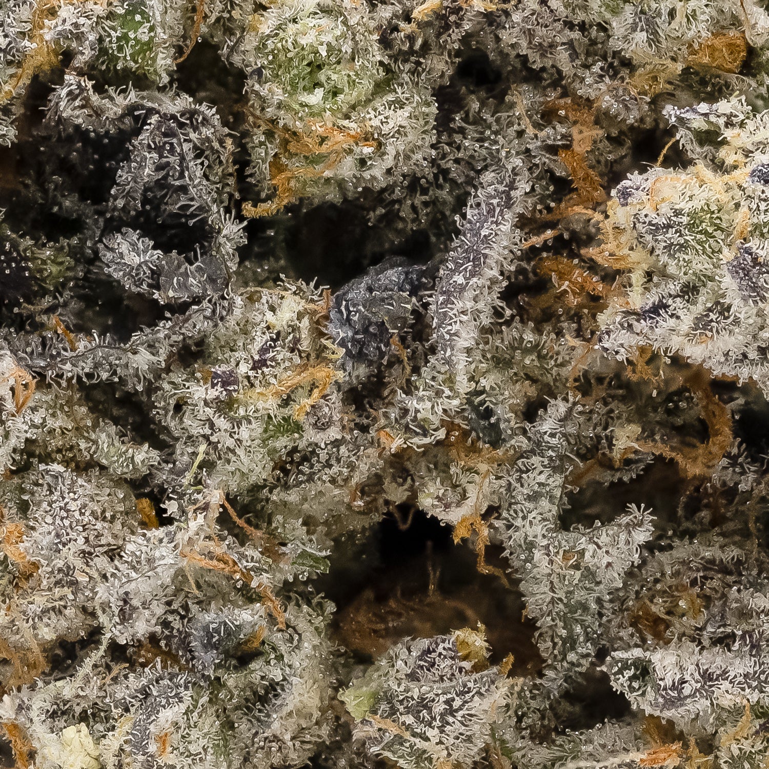 LSO Grape Gasoline (Albatross) - Image 2