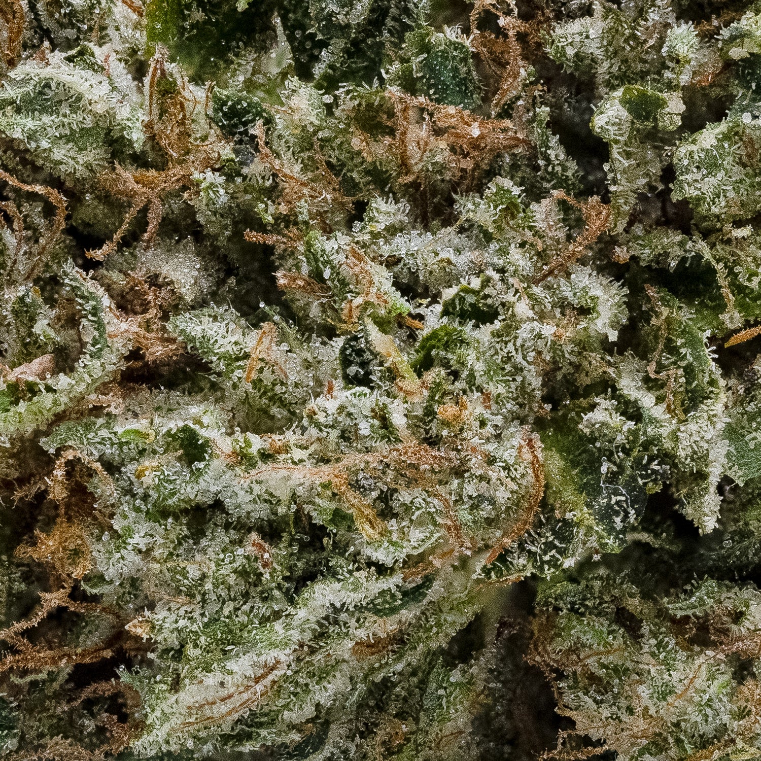 Pine Tar Kush (Superdank) - Image 2