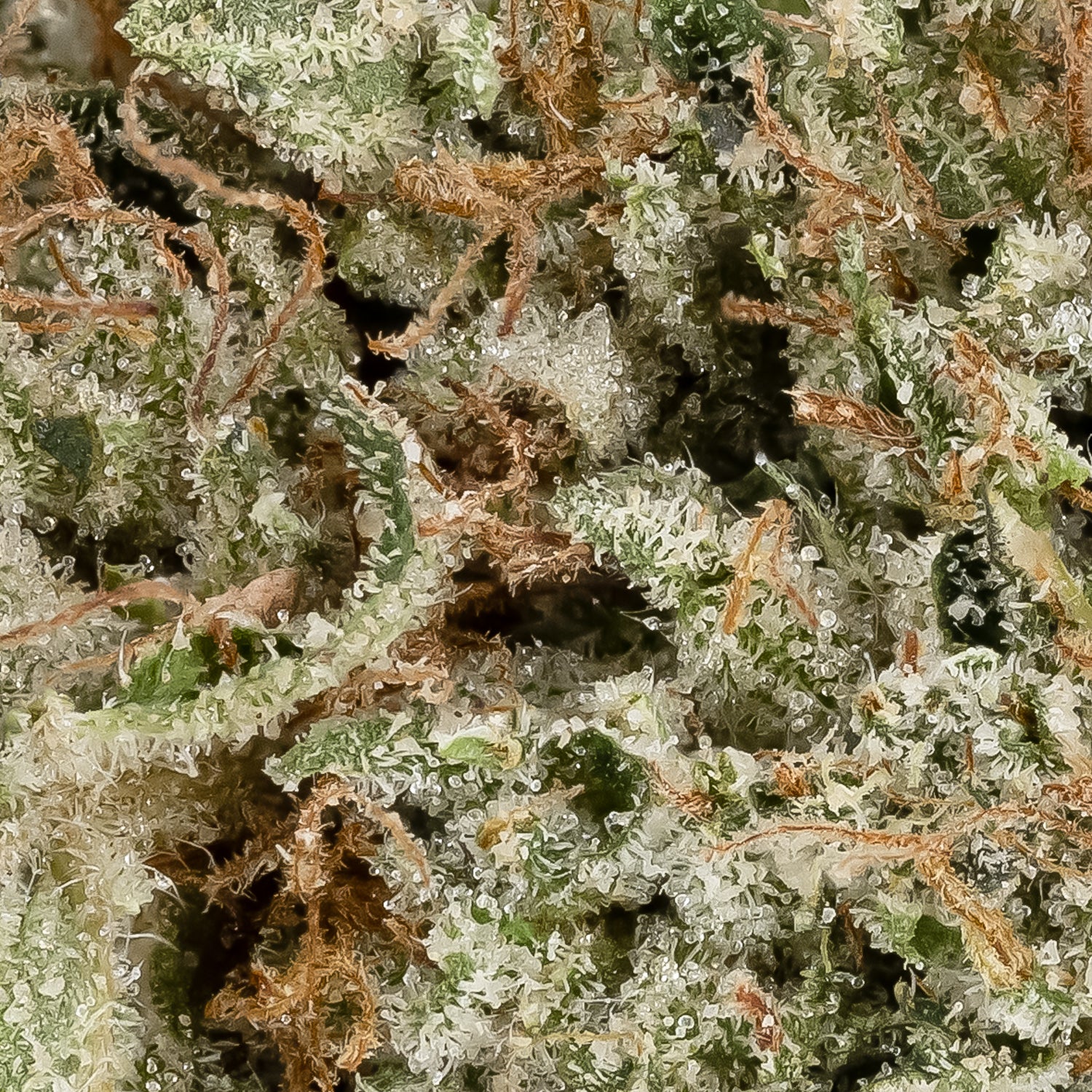 Pine Tar Kush (Superdank) - Image 3