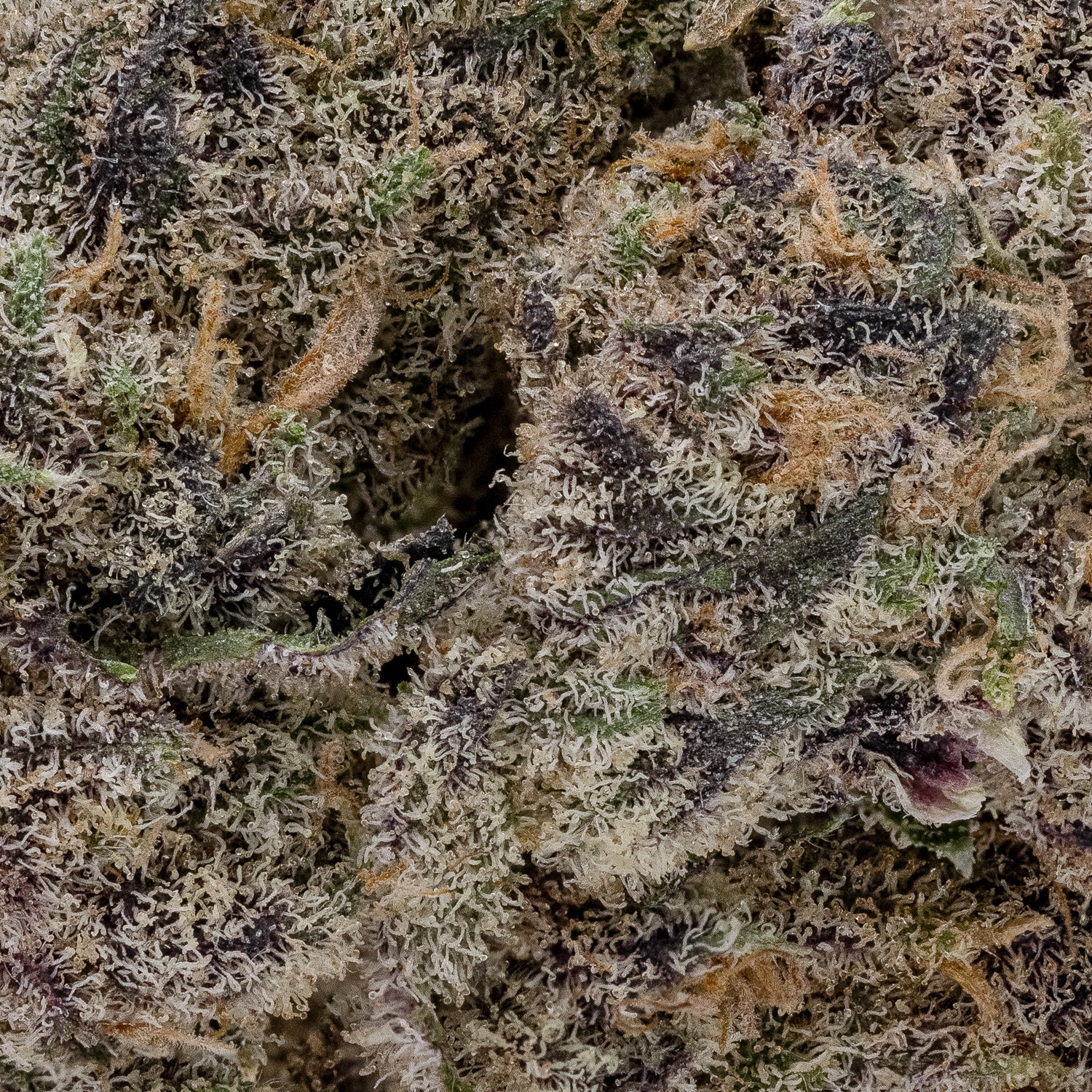 Sunset Sherbert (Superdank) - Image 3