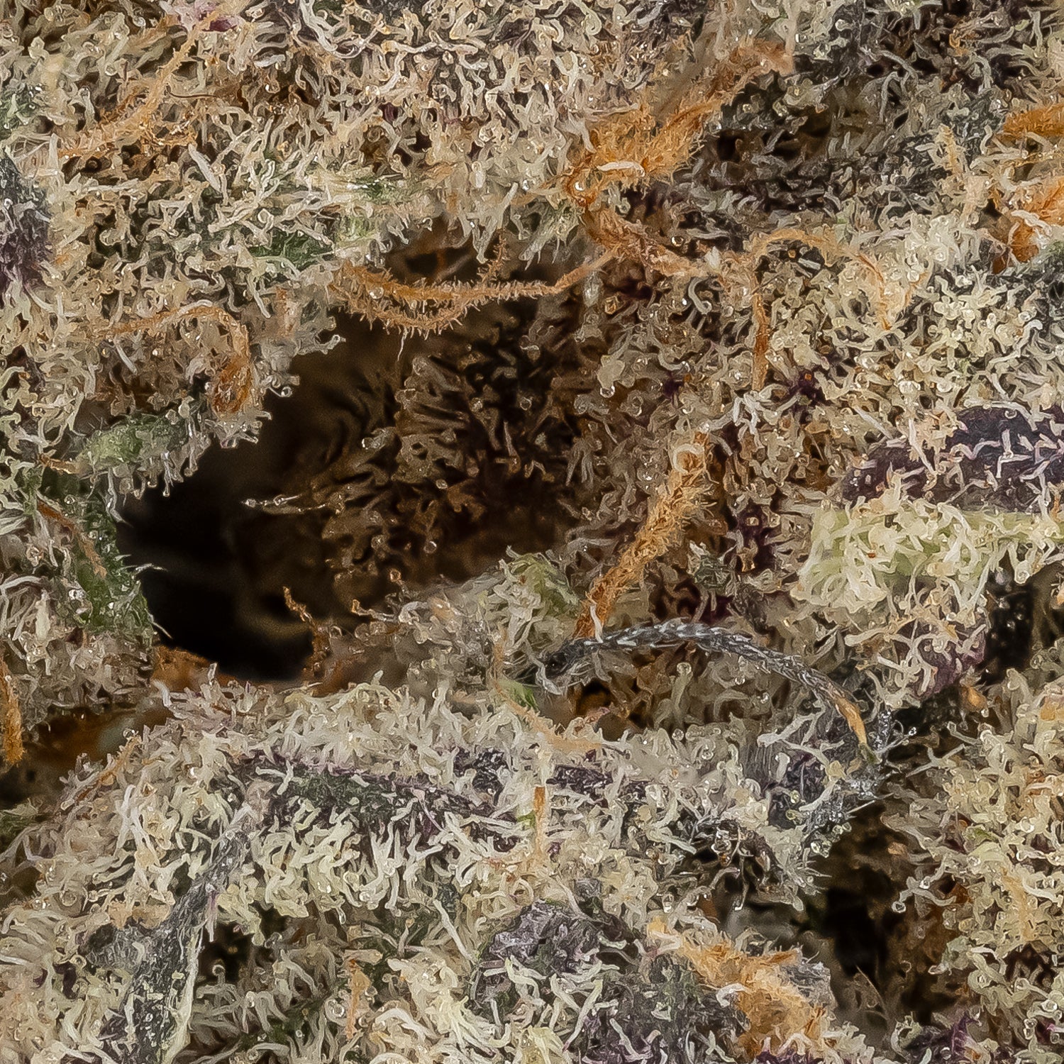 Sunset Sherbert (Superdank) - Image 2