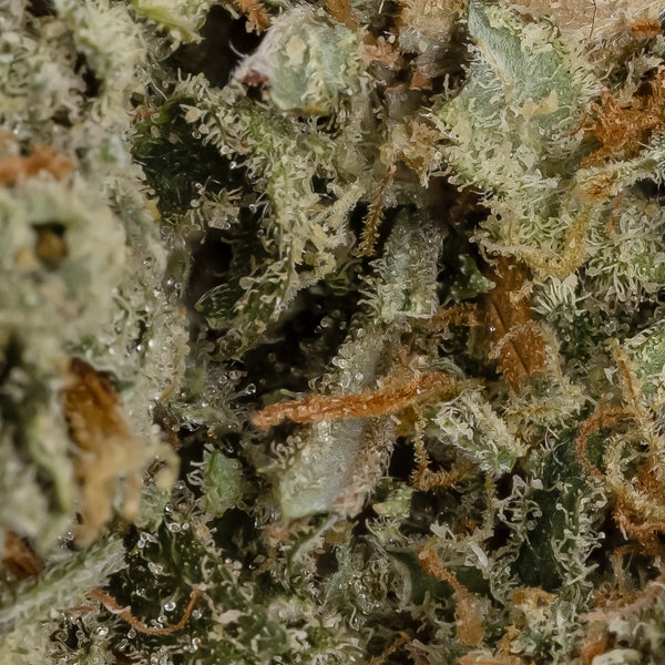 Super Lemon Haze (Cream of the Crop) - Image 2