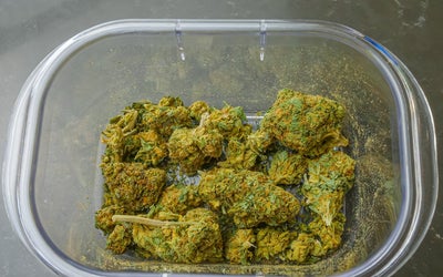 Looking For The Best Marijuana Seeds In 2023? Follow These Tips