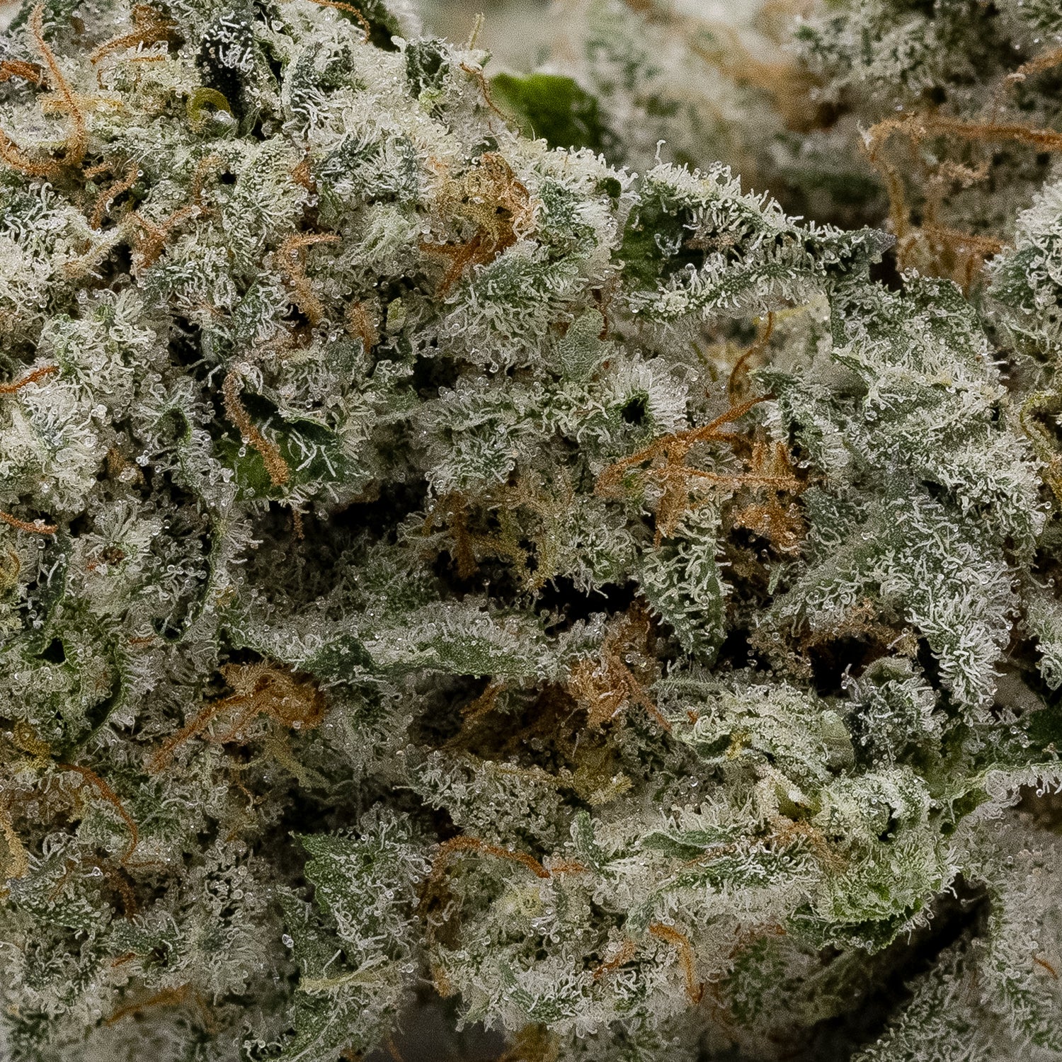 Grape Cake (Jungle Ridge) - Image 3