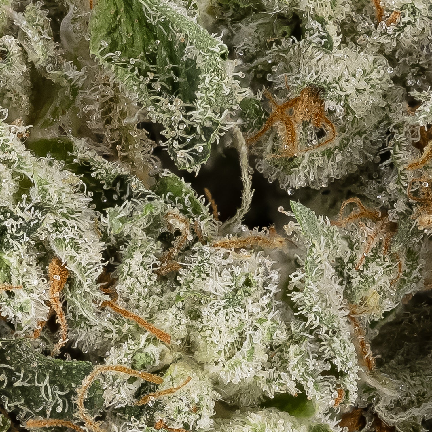 Grape Cake (Jungle Ridge) - Image 2
