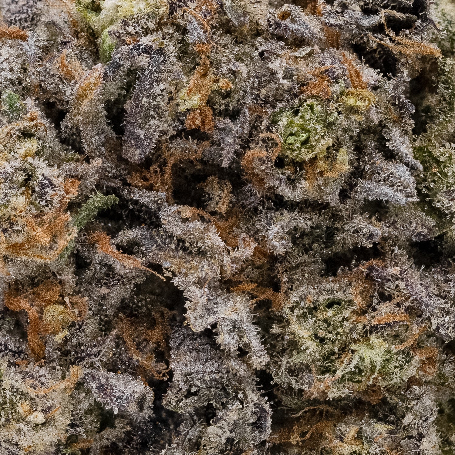 LSO Chocolate Mint OG (Hoot Cannabis) - Image 4