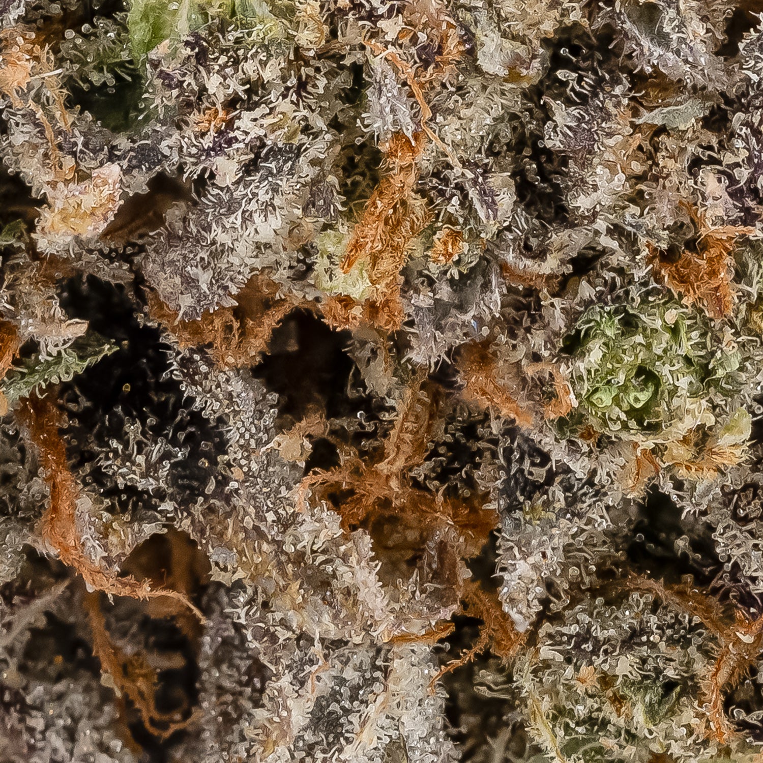 Buy LSO Chocolate Mint OG (Hoot Cannabis) Best Deals in Canada