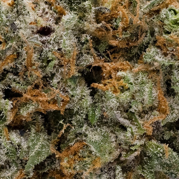 OG Dutch Treat (Superdank) - Image 3