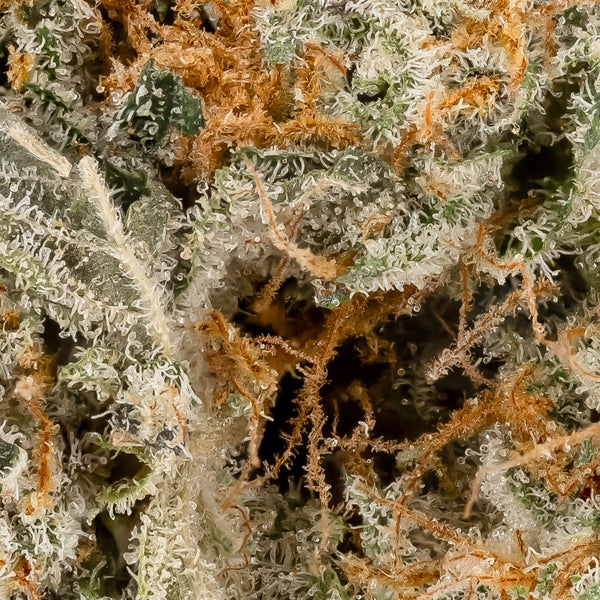 OG Dutch Treat (Superdank) - Image 2