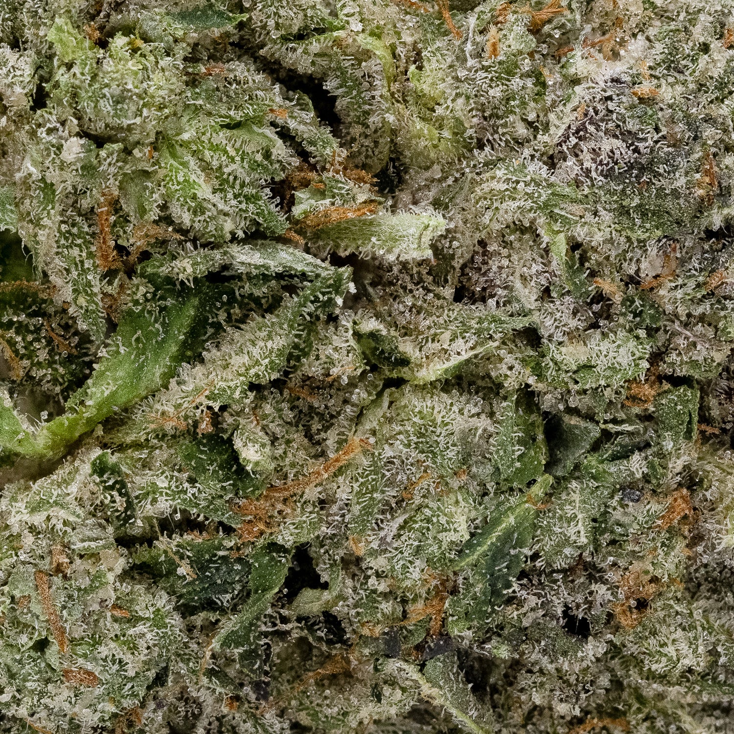 Pink Kush (Lucky Farms) - Image 3