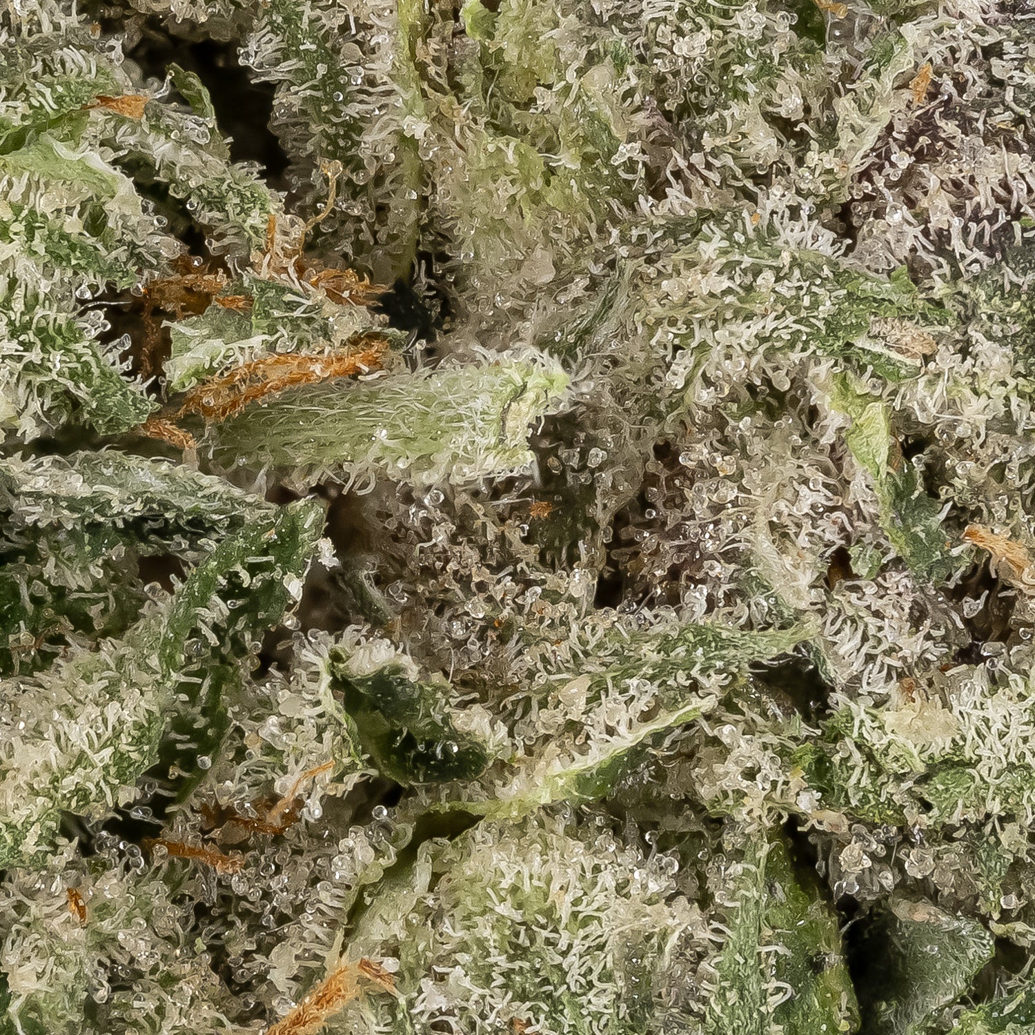 Pink Kush (Lucky Farms) - Image 2