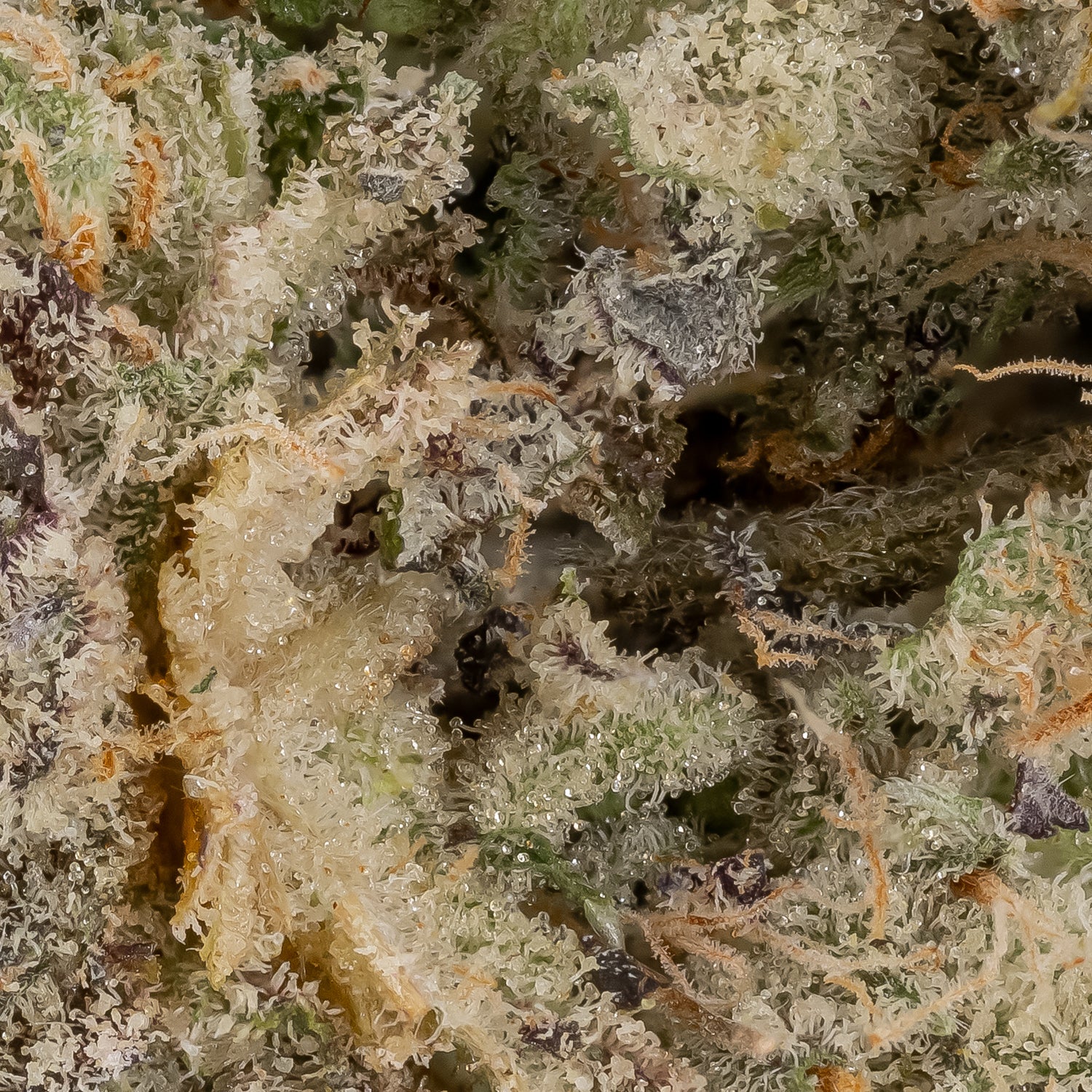 Rainbow Chip (Cream Of The Crop) - Image 2