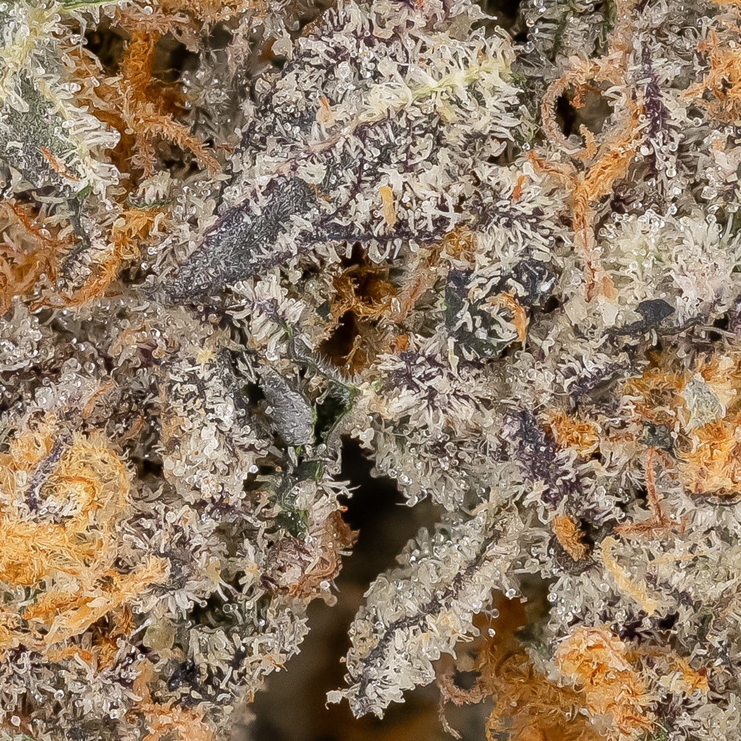 Biscotti (Superdank) - Image 2