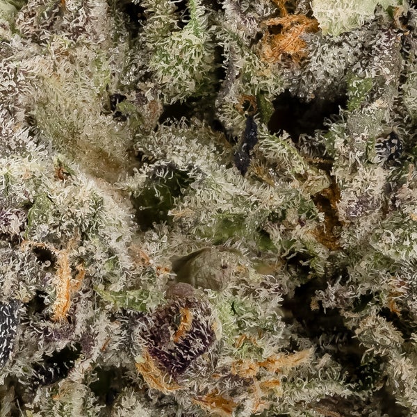 Gushers (Jungle Ridge) - Image 2