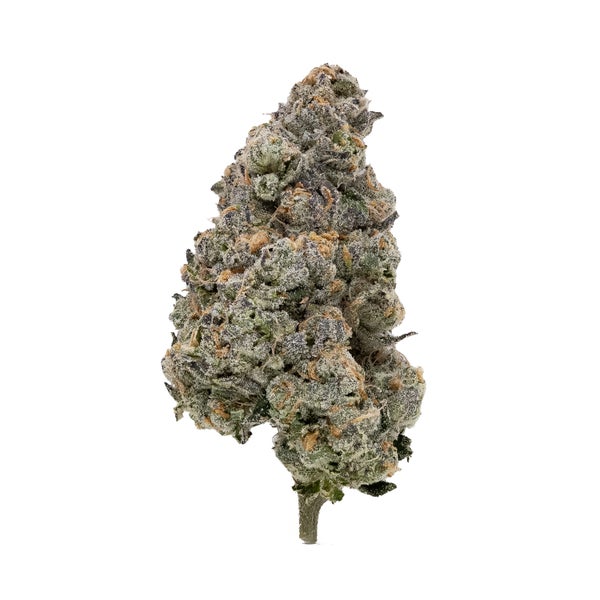 Wifi Cake (Jungle Ridge)