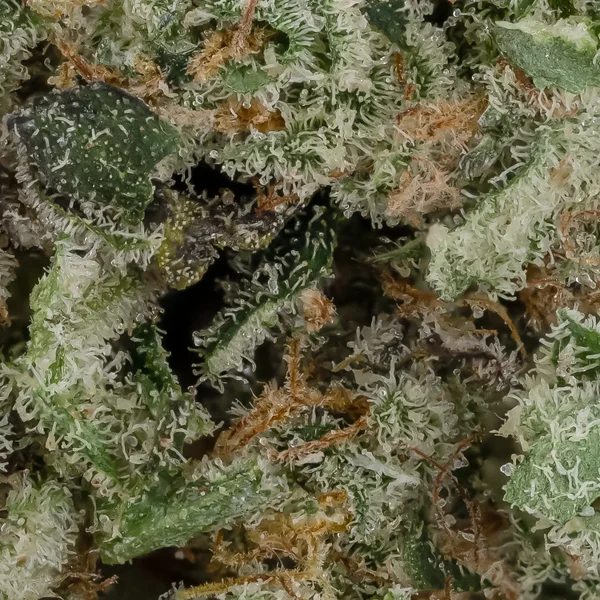 Thin Mints (Cream Of The Crop) - Image 3