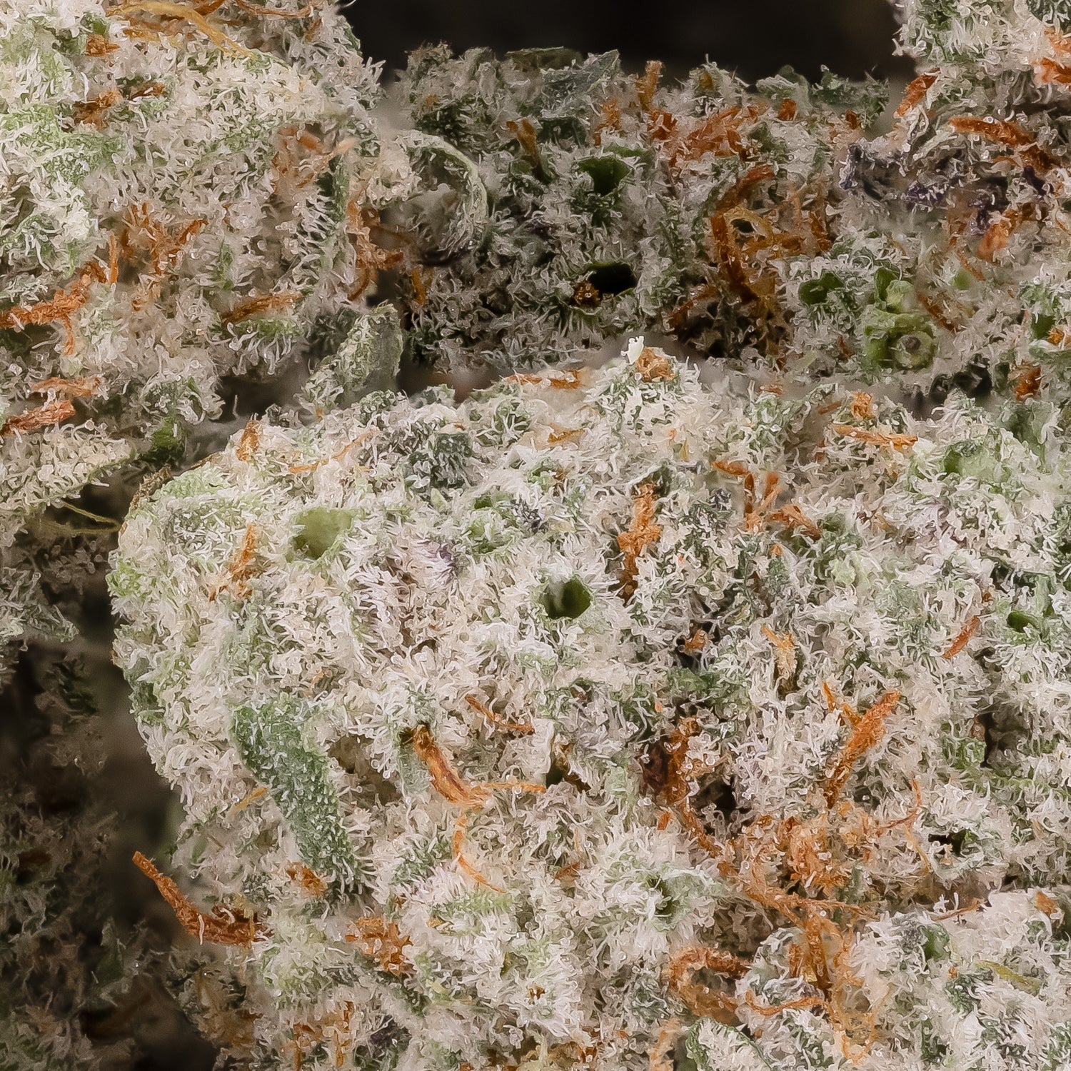 Grape Stomper (Smalls)(Lucky Farms) - Image 2