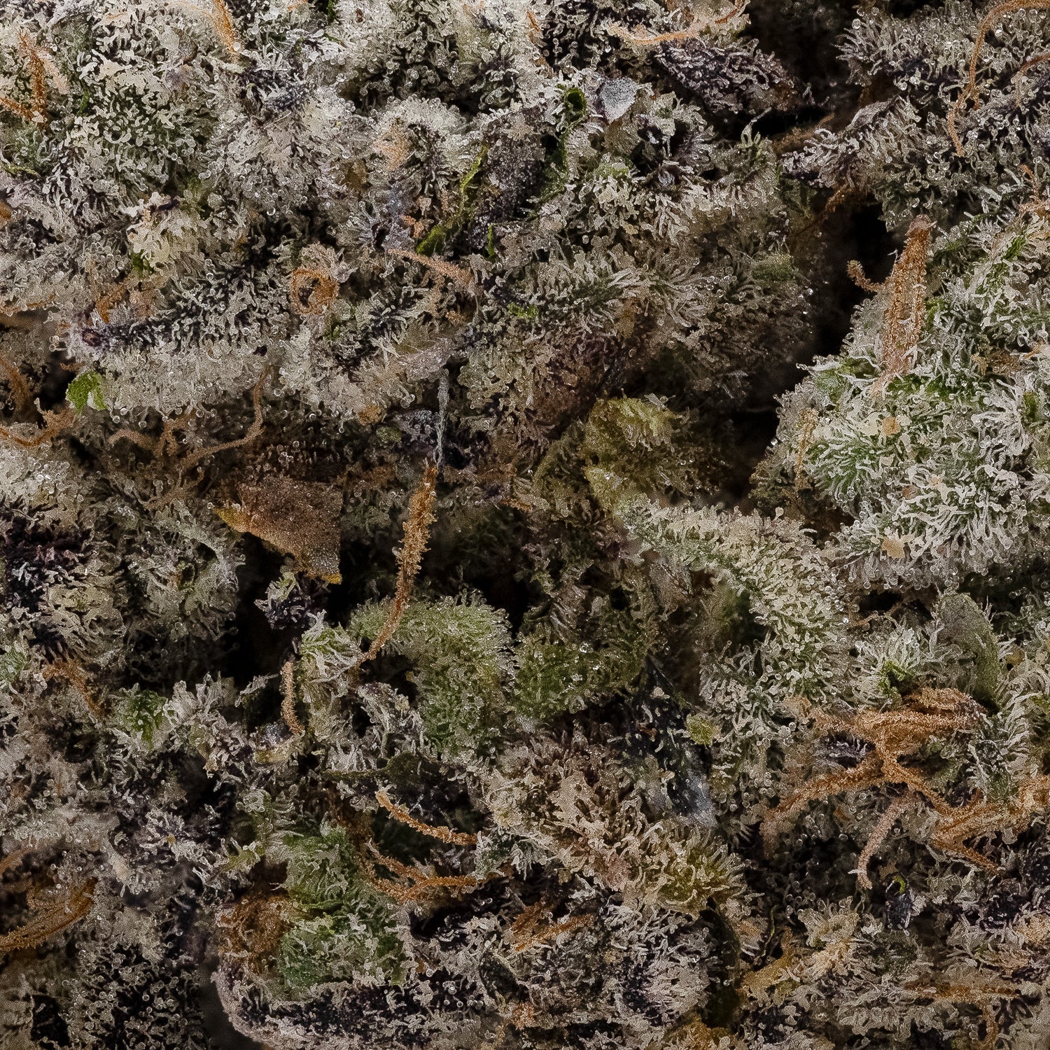 Monkey Mints (Merry Jane) - Image 3