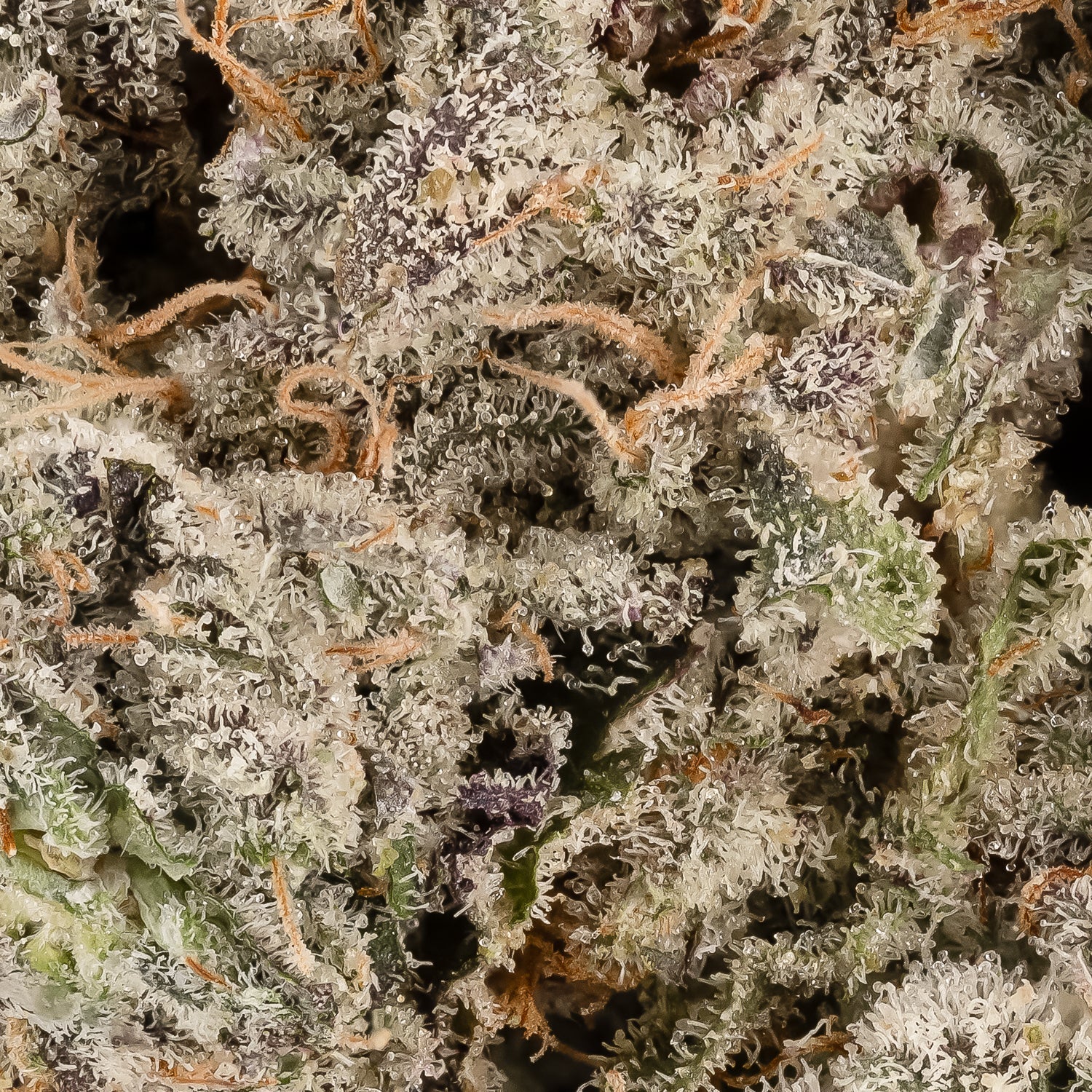 Monkey Mints (Merry Jane) - Image 4