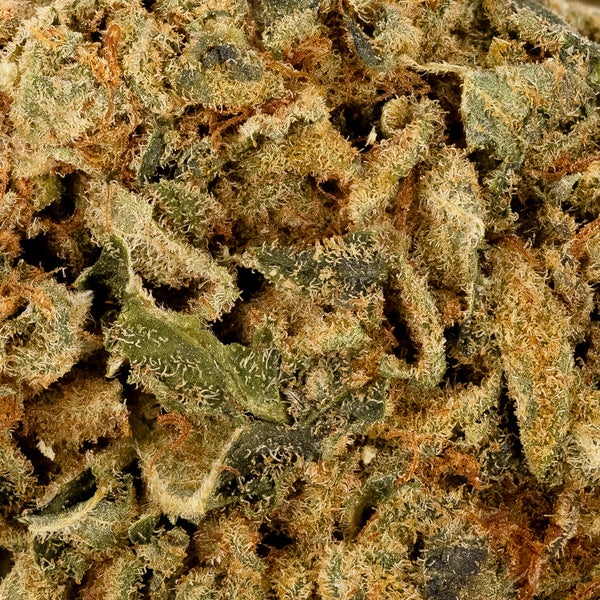 Banana Tangie (Dollar Treez) - Image 3