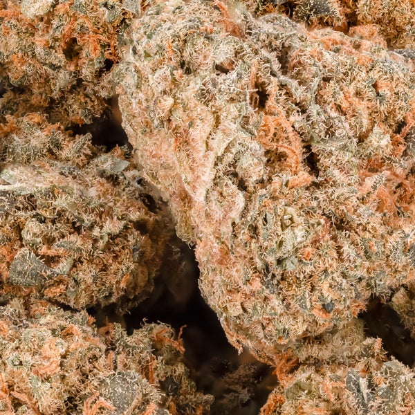 G13 Haze (smalls) (Dollar Treez) - Image 2