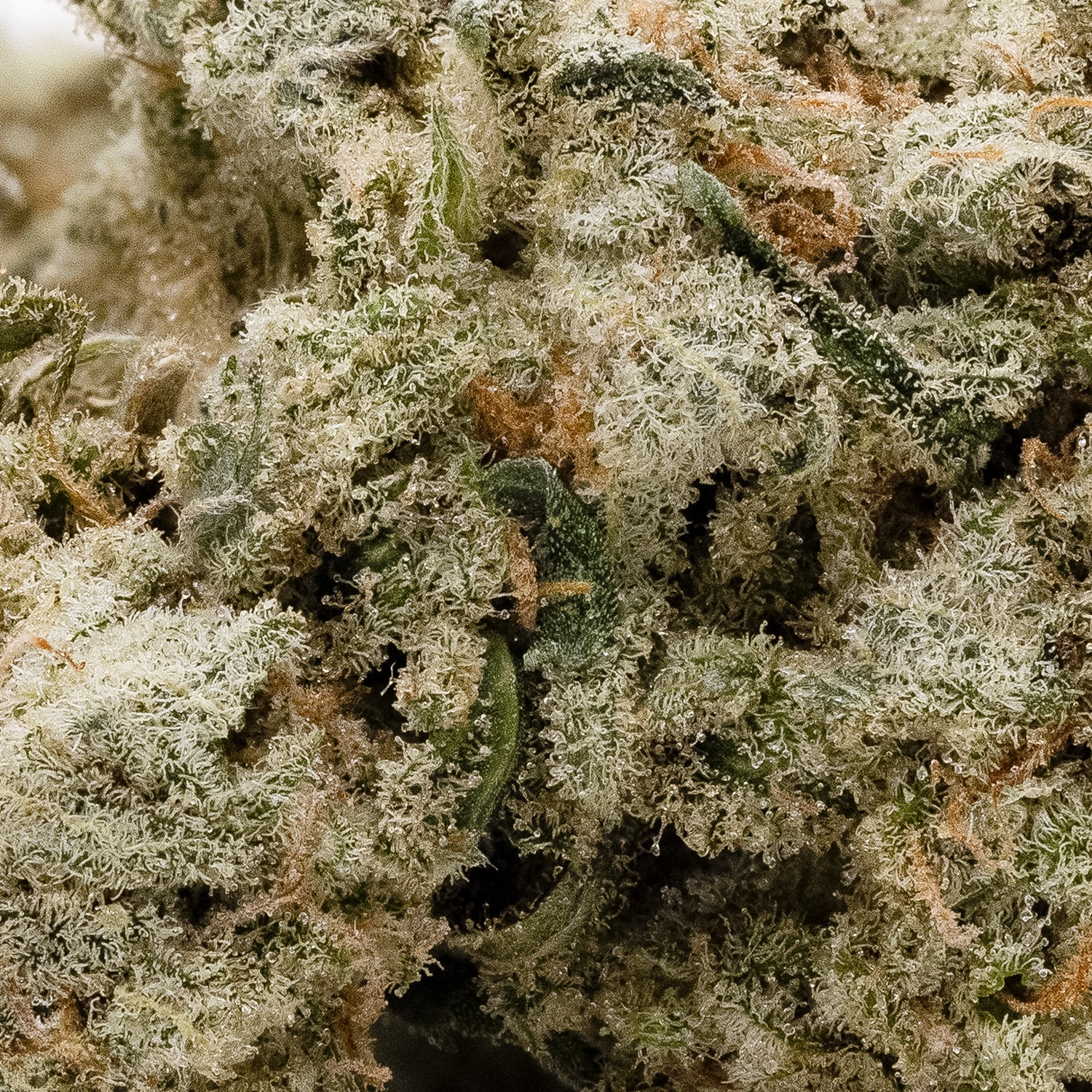 Lucky Farms - Green Crackstar - Image 3