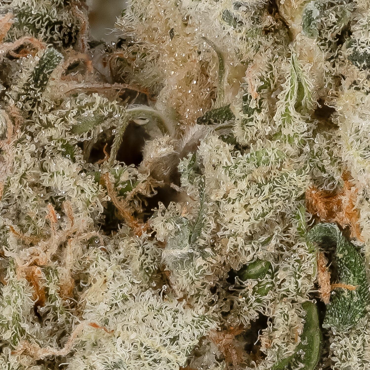Lucky Farms - Green Crackstar - Image 4