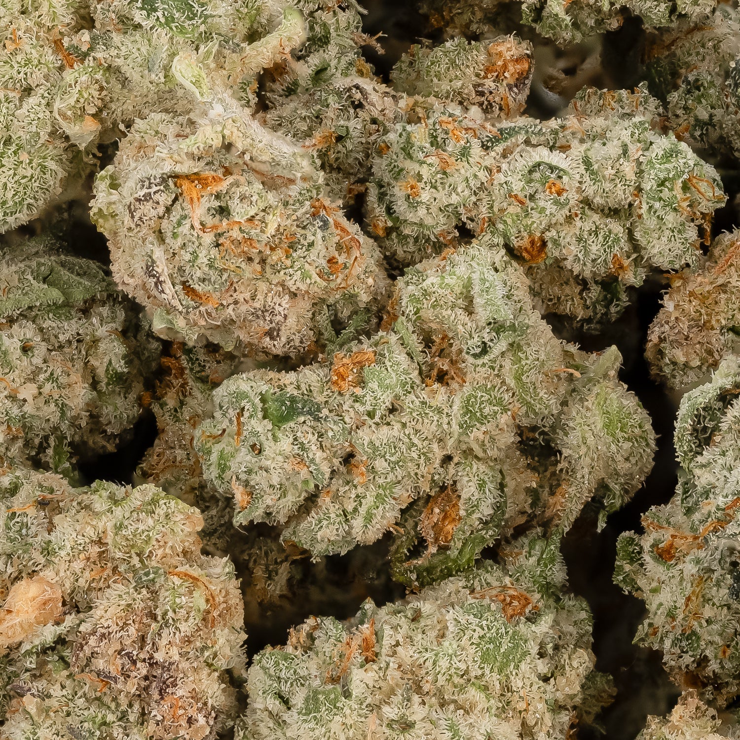 Fun Buds - Girl Scout Cookies (Smalls) - Image 2