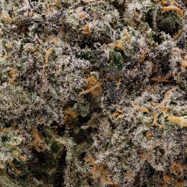 Oso Fuego - Rainbow Belts 2.0 - Image 6