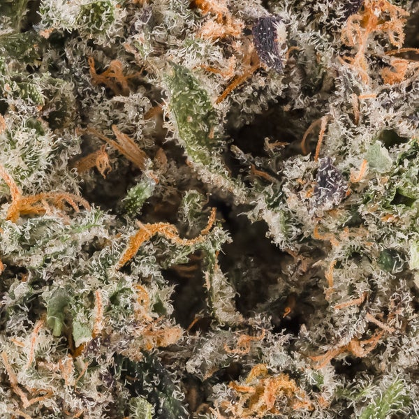 Oso Fuego - Rainbow Belts 2.0 - Image 7