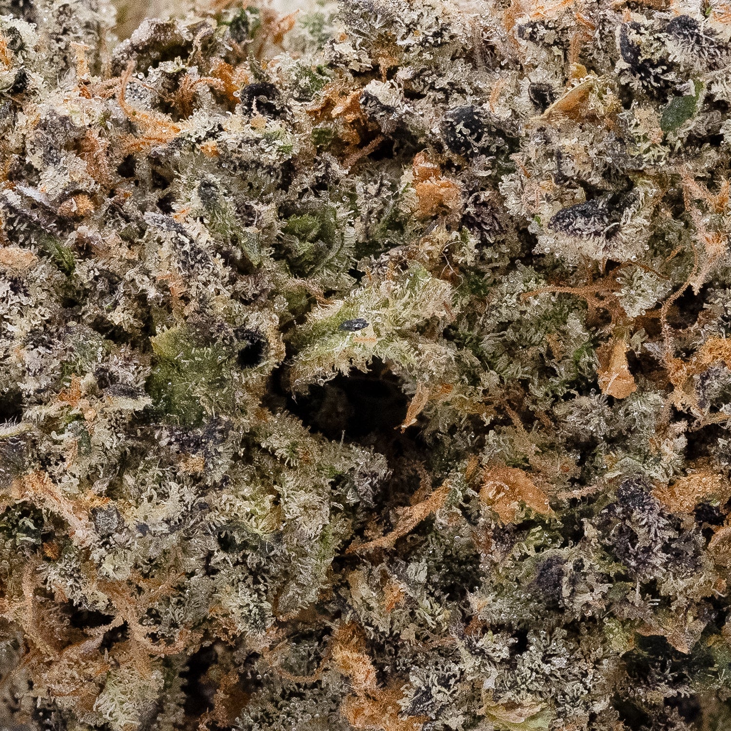 Jungle Ridge - Girl Scout Cookies (Smalls) - Image 4