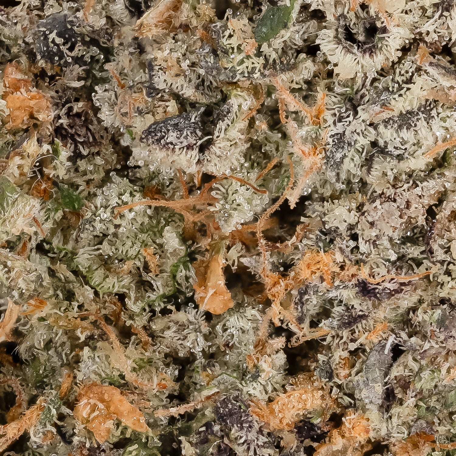 Jungle Ridge - Girl Scout Cookies (Smalls) - Image 5