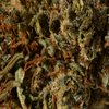 Astral Herbs - Romulan - Image 3