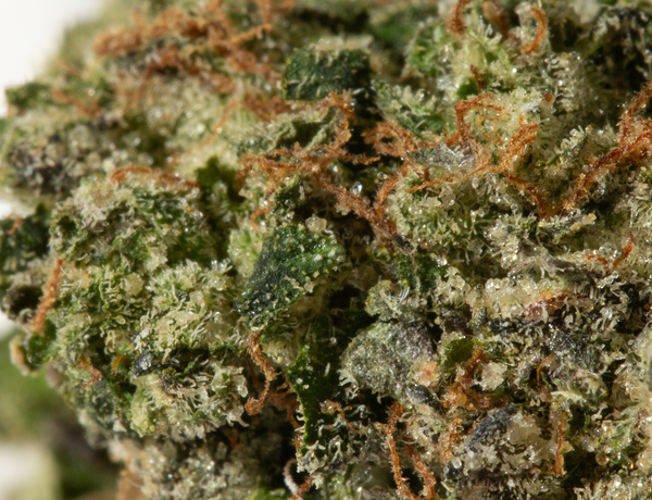 BC Legacy - Godfather OG - Image 5