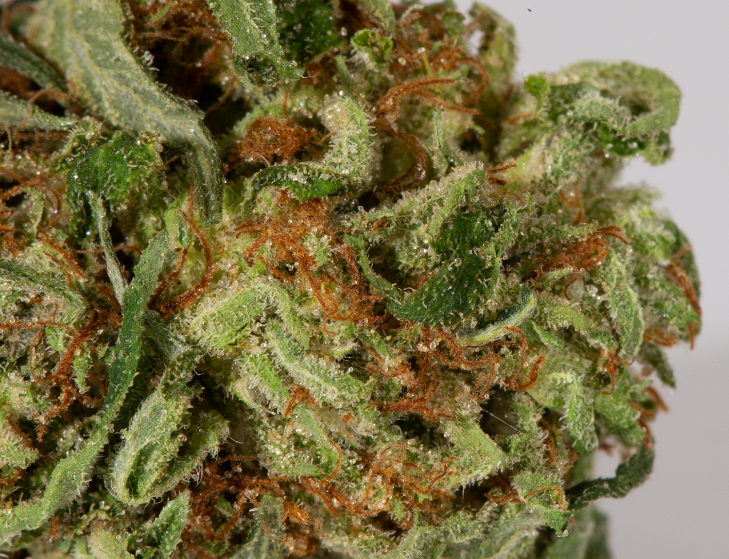 Headband (AA) - Image 5